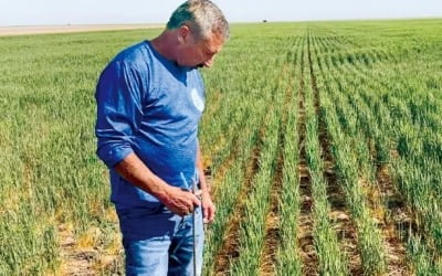캐나다 최악 가뭄에 러시아發 악재까지…밀 공급 우려