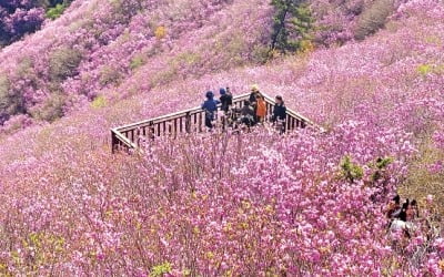 [포토] 진분홍빛 물결…“진달래꽃 축제 오세요” 