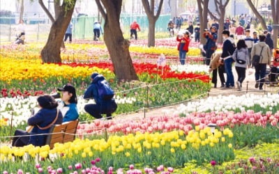 [포토] 튤립 활짝 핀 중랑천 산책로