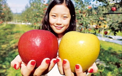 청송사과, 새콤·달콤 뛰어난 맛과 품질…한국 대표 사과