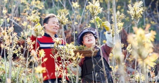 [포토] ‘봄나물의 여왕’ 옻순 수확해요