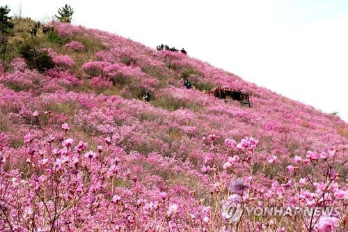 산 전체가 진분홍빛으로 물든다…8∼9일 창원 천주산 진달래축제