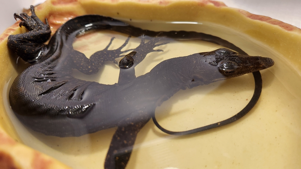 국제거래 금지종인데…밀수중 적발된 알비노 그물무늬비단뱀