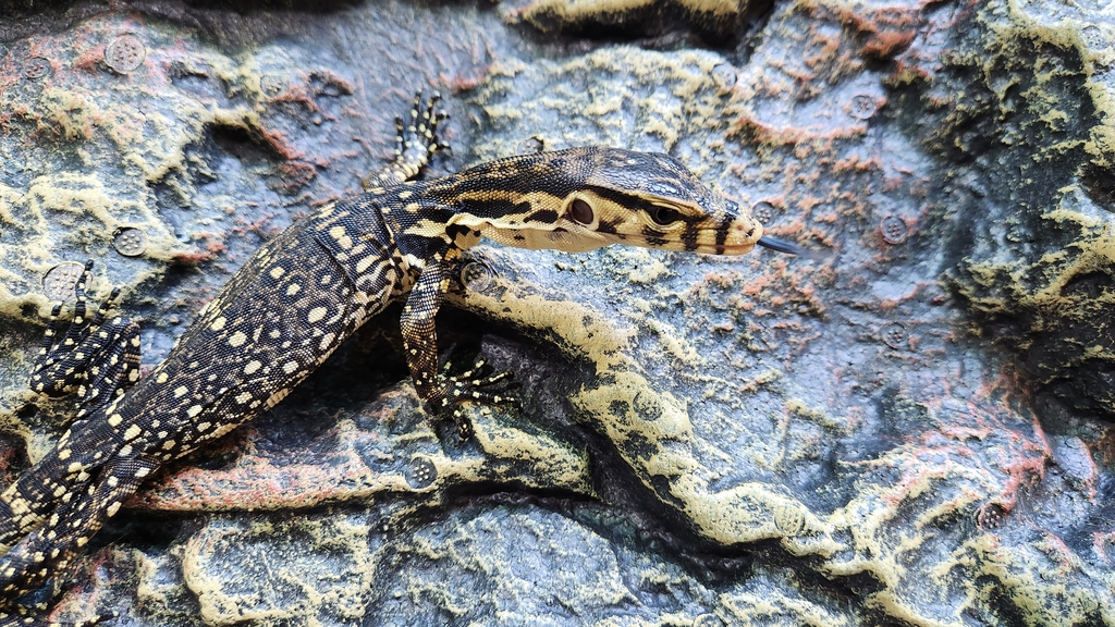 국제거래 금지종인데…밀수중 적발된 알비노 그물무늬비단뱀