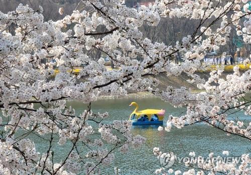 봄기운 절정 이룬 주말…전국 곳곳 상춘객들로 '인산인해'