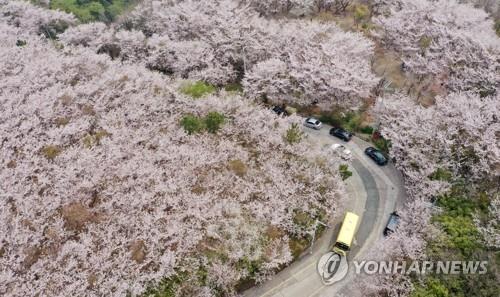 봄기운 절정 이룬 주말…전국 곳곳 상춘객들로 '인산인해'