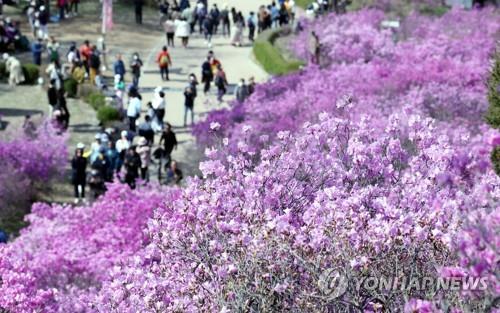 봄기운 절정 이룬 주말…전국 곳곳 상춘객들로 '인산인해'