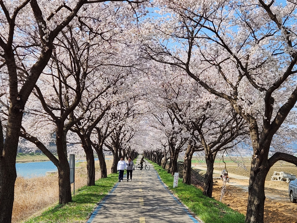 [픽! 보은] 연분홍 물결치는 보청천 벚꽃길