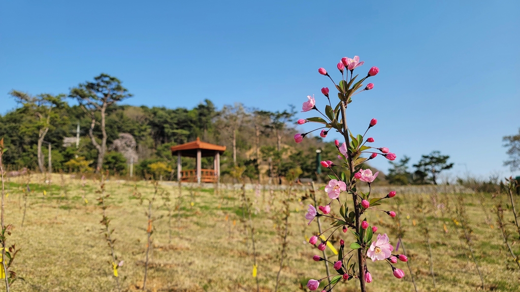남해 이순신순국공원에 '산뜻한 미소' 서부해당화 꽃망울