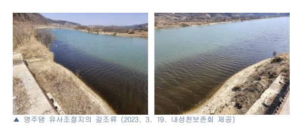 "영주댐 상류 붕어 대량 폐사…수질 심각" vs "산란기 스트레스"
