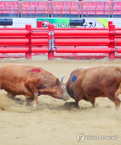 싸움소들의 불꽃 튀는 힘겨루기 한판…청도소싸움축제 14일 개막