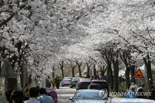 춘천시 '벚꽃축제' 이른 개화에 이틀 앞당겨 8일 개막