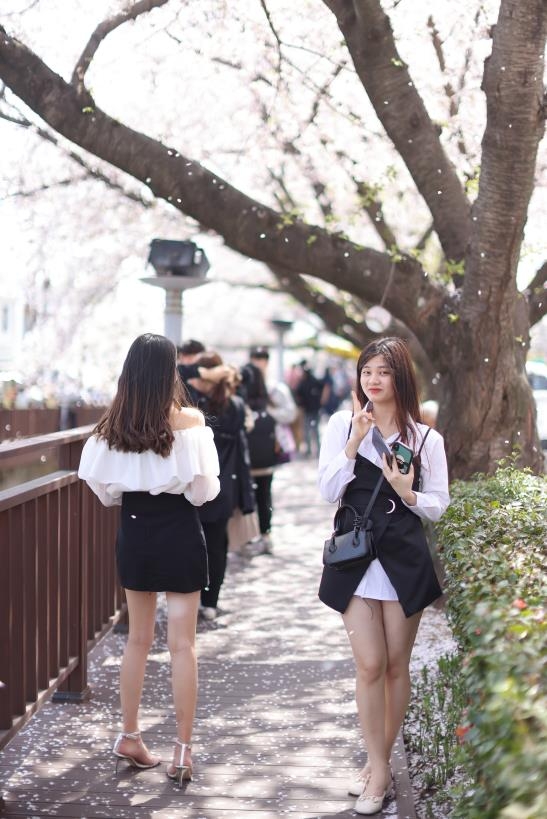 해외에까지 소문난 진해 군항제…대만 관광객 20만명 찾았다