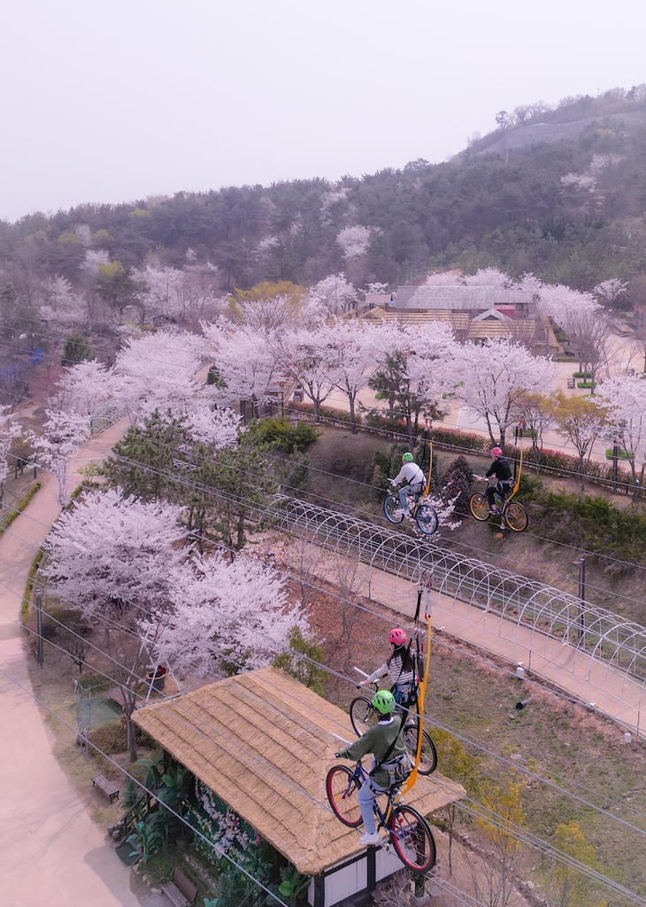 해외에까지 소문난 진해 군항제…대만 관광객 20만명 찾았다