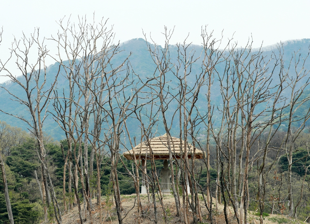 [르포] 가마우지 떠난 '원주 거북섬'…죽음의 섬에 움트는 생명력