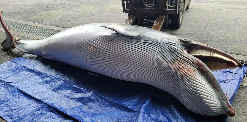 남해 해상서 길이 4ｍ, 무게 600㎏ 밍크고래 사체 발견