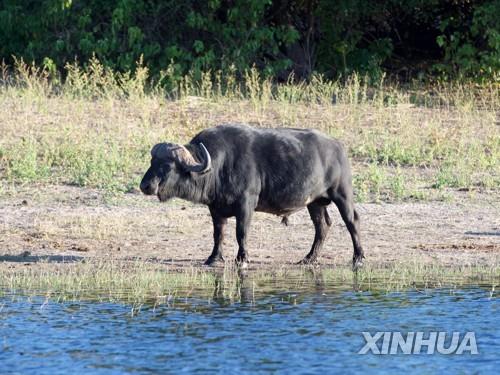 보츠와나서 버팔로 공격에 중학생 포함 2명 사망