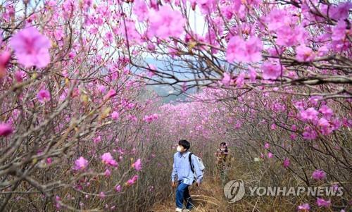 "봄나들이 갑니다" 맑은 날씨에 전국 관광지 상춘객 몰려