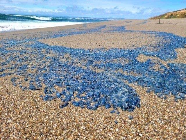 美캘리포니아 해변에 푸른색 히드라충 떼로 출몰…"만지면 안돼"