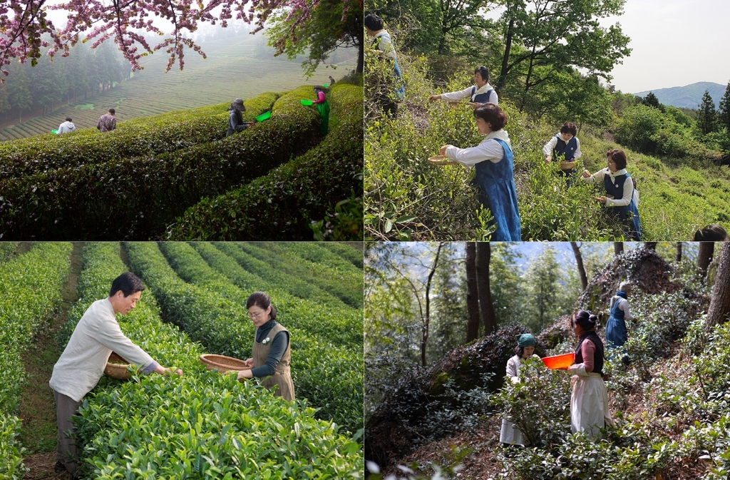 '최대 차 주산지' 보성, 곡우 앞두고 햇차 수확 시작