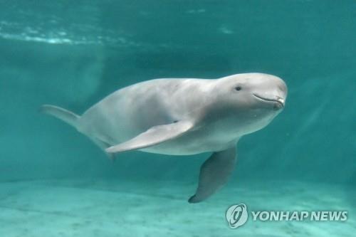 한국 해변서 발견된 상괭이·참고래 등에서 미세플라스틱 나와