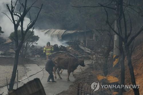 날아간 지붕·순식간에 민가 덮친 산불…태풍급 강풍에 피해속출