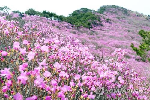 전국 최대 참꽃군락지 달성군 비슬산서 15∼16일 축제