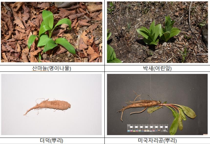 곰취인 줄 알고 먹었는데 '독초'…봄철 산나물 채취 주의