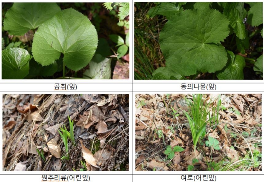 곰취인 줄 알고 먹었는데 '독초'…봄철 산나물 채취 주의