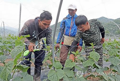 '가뭄 속 단비' 영동군에 외국인 일꾼 192명 온다