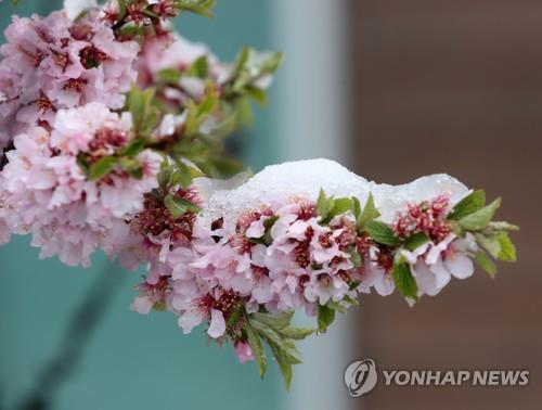 '4월에 함박눈'…강원 북부산지 최대 7㎝ 눈 예보