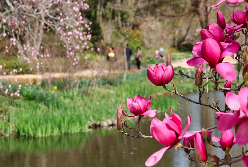 튤립·목련·홍가시…태안 봄꽃 축제 한창