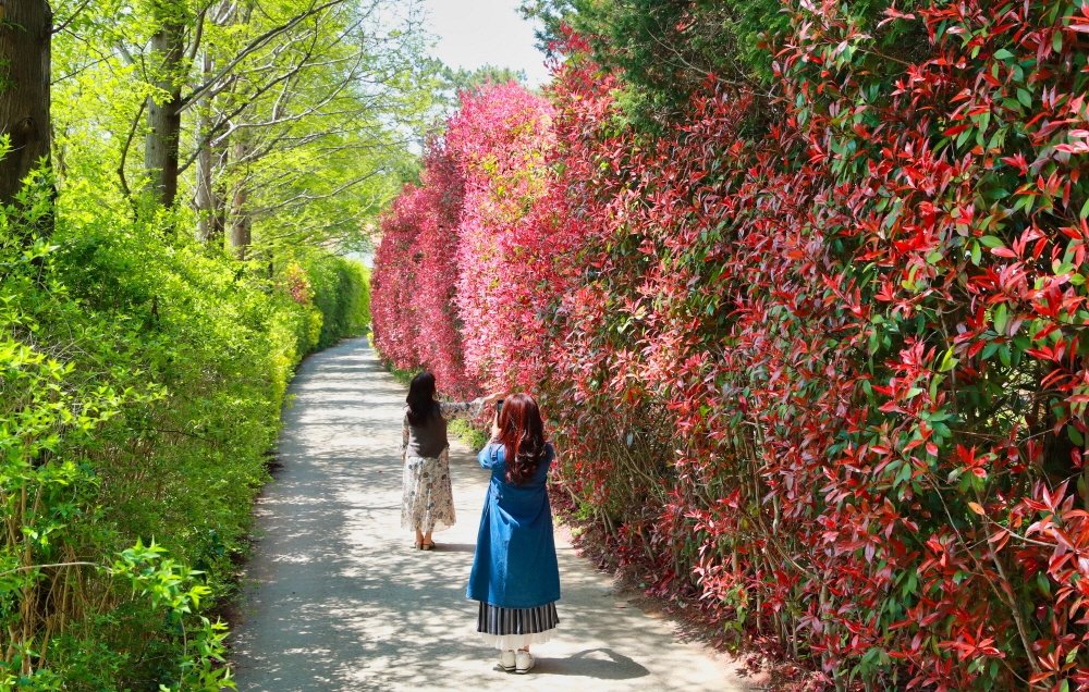 튤립·목련·홍가시…태안 봄꽃 축제 한창