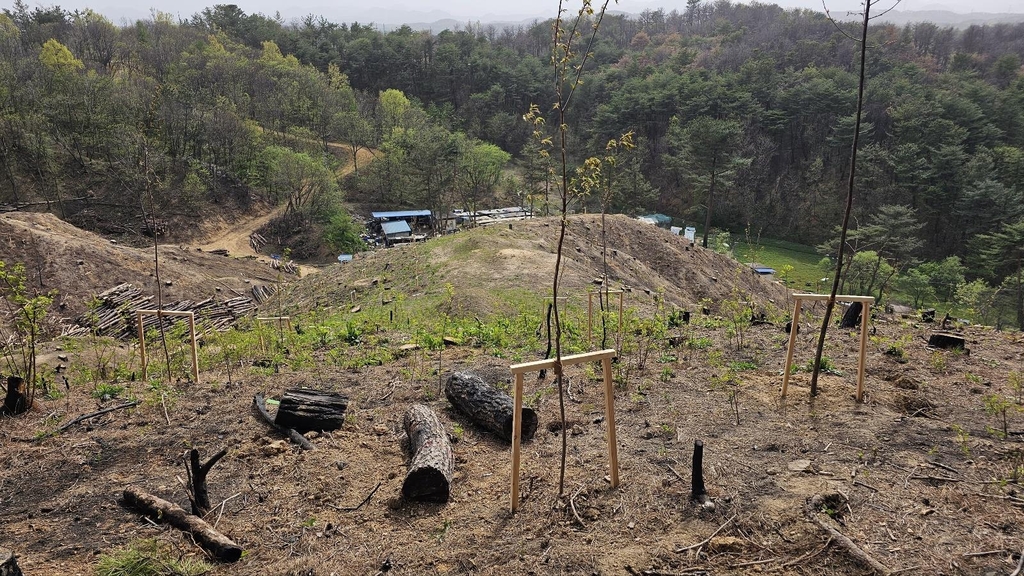 경북 울진군, 산불피해지 녹화 본격화…600㏊에 소나무 등 식재