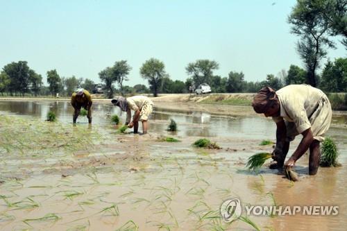 "올해 전세계 쌀 부족분 870만t…20년래 최대" 경고