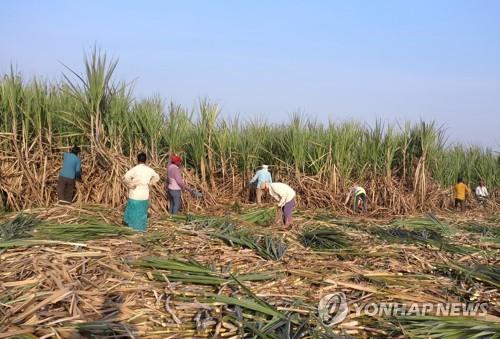 국제 설탕값 11년 사이 최고치…기상이변으로 더 오를 수도