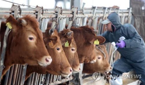 '6년 전 구제역 악몽 다시 없도록'…보은군 백신 일제 접종