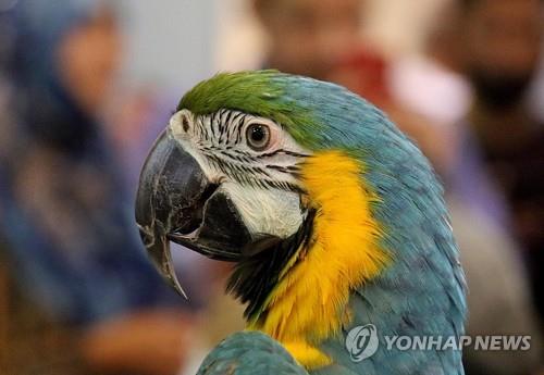 "앵무새, 영상통화 즐긴다" 이색 연구결과