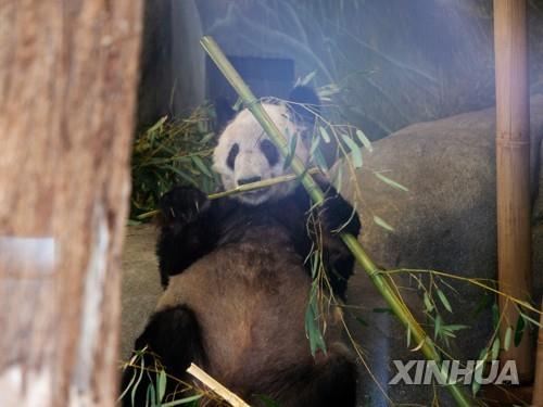 美동물원에 대여됐던 中판다 수일내 '고향 앞으로'