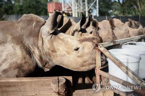 남아공 세계 최대 코뿔소 농장 경매 매물로 나와