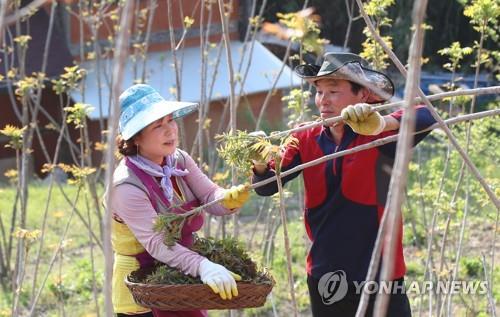 쌀쌀한 날씨에 돋지 않는 옻순…옥천참옻축제 '비상'