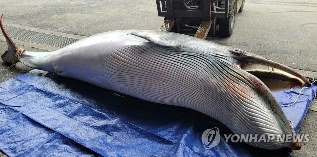 남해서 '길이 4ｍ' 밍크고래 사체 발견…1,500만원에 위판