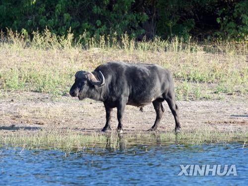 남아프리카 보츠나와서 물소 공격에 2명 사망