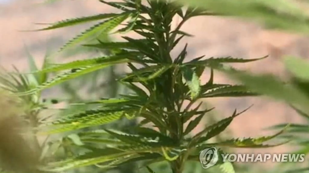 독일 연내 대마초 합법화 추진한다