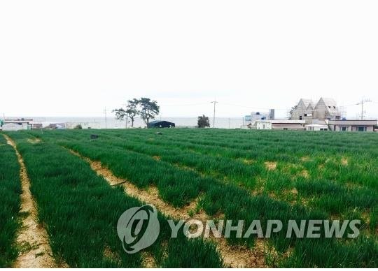 "봄 쪽파 맛보세요"…'아산맑은 도고 쪽파 축제' 14∼16일 열려