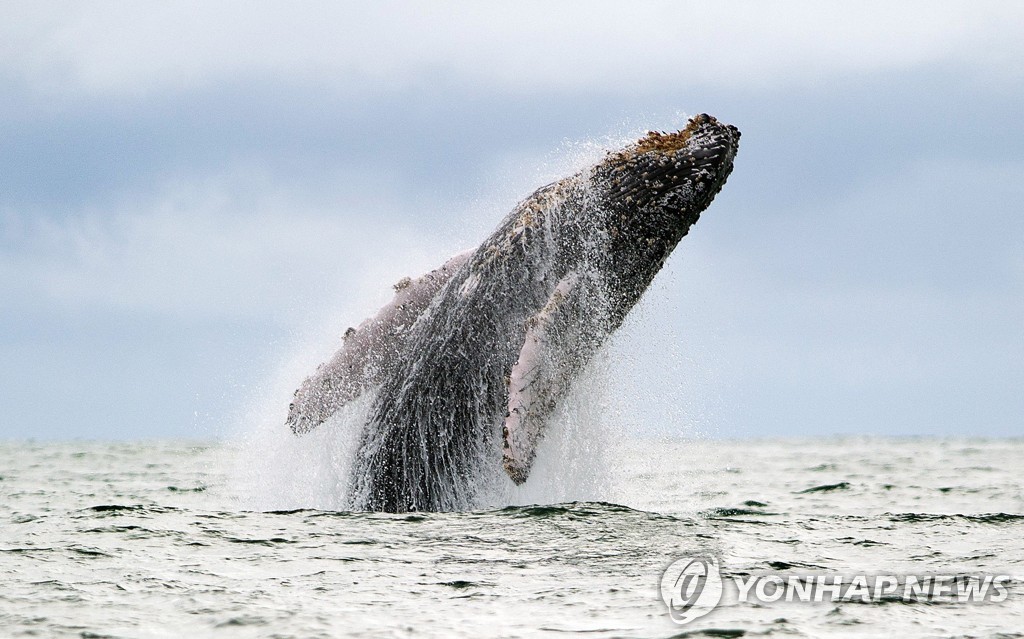 혹등고래도 목욕탕 간다…바닷속 모여 때 벗기는 모습 포착
