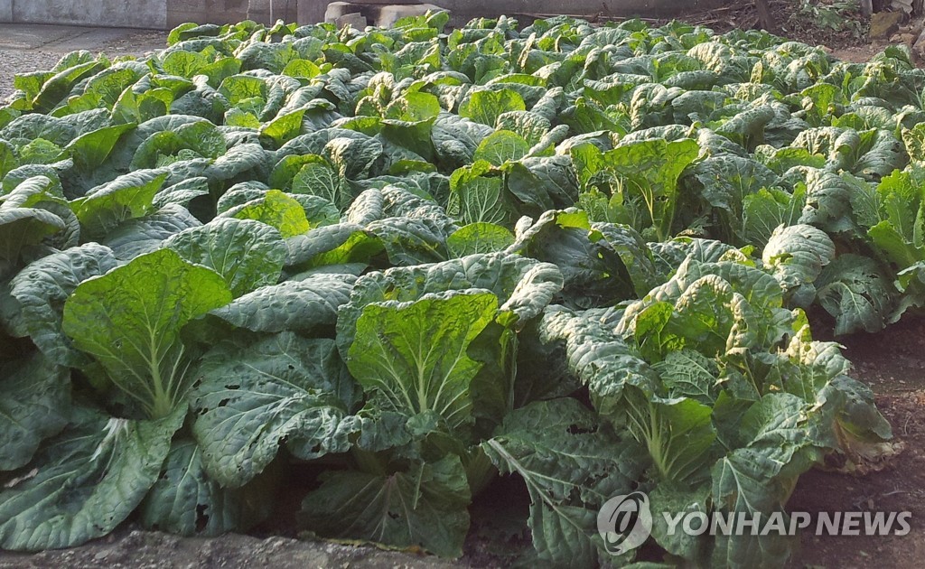 무, 양파 등 주요 채소류 가격 강세…농식품부 "점진적 안정"