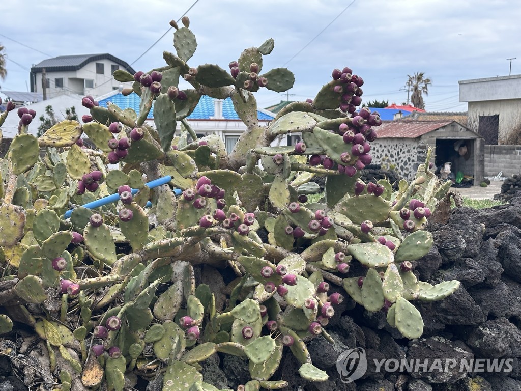 제주 월령리 선인장 원조는 1만㎞ 떨어진 북미 해안선인장