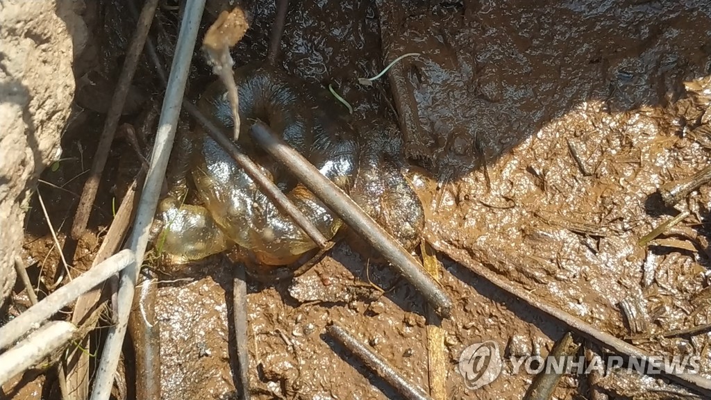 무심결에 쌓은 돌탑에 제주 금오름 맹꽁이 숨 가빠져