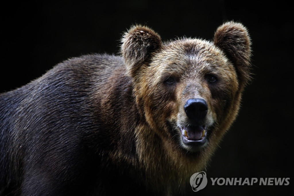 사살 피한 伊 살인곰…피해자 엄마도 반대해 법원이 제동